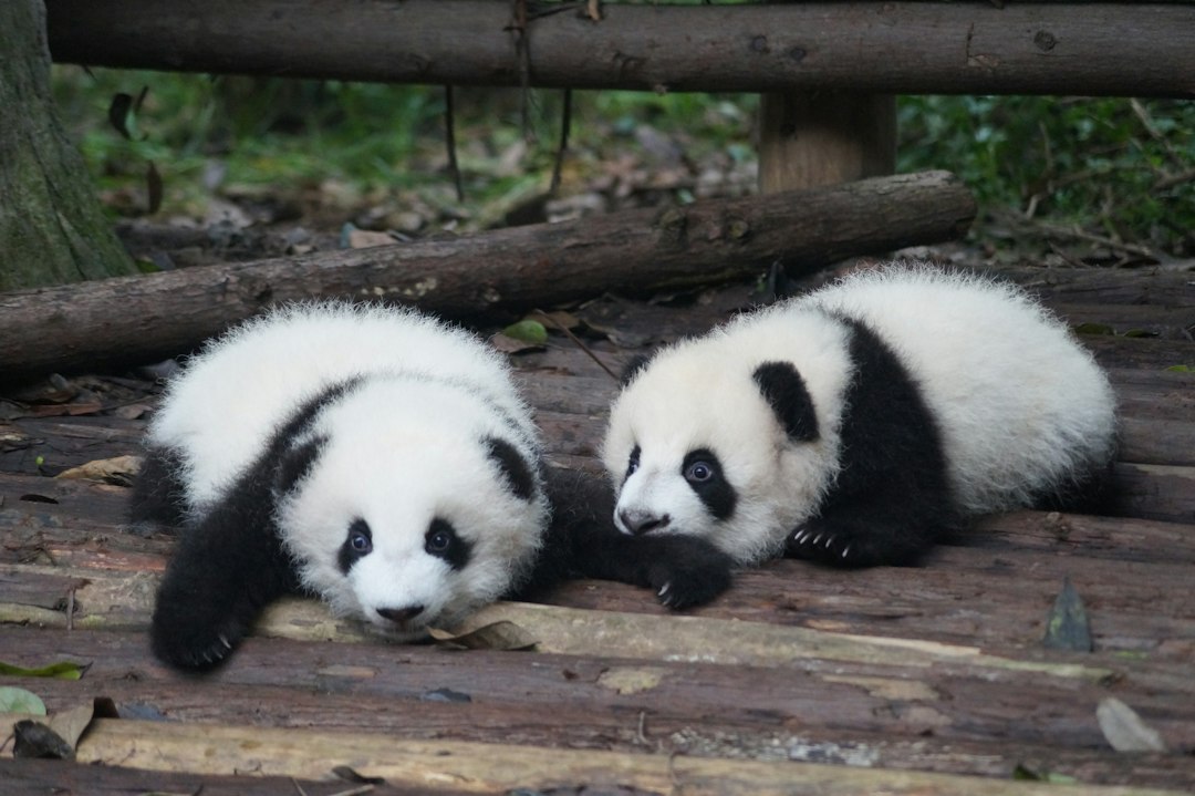 Featured image for 成都