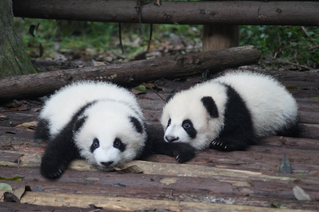 Featured image for 成都